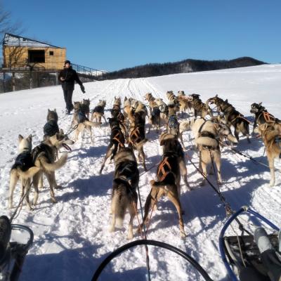 Dog sledding